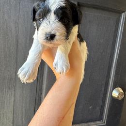 Holly - Parti female Miniature Schnauzer puppy in The Rock, Georgia from Southern Paw Schnauzers