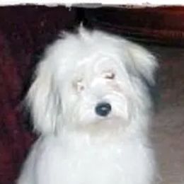 Cotons de Tulear from A Breed Apart Cotons
