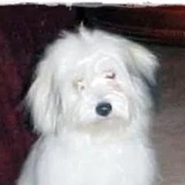 Cotons de Tulear from A Breed Apart Cotons