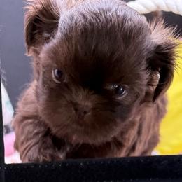 Savannah - Chocolate female Shih Tzu puppy in Stafford, Virginia from Bayview Pups