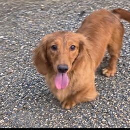 Erwin Smith - Cream male Dachshund puppy in Willard, Utah from Simply Sharing Love