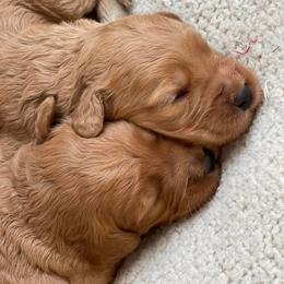 French Bulldog and Goldendoodle Puppies from Fox Run Farm