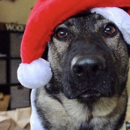 German Shepherds from Leah Dawson