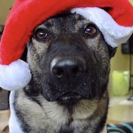 German Shepherds from Leah Dawson