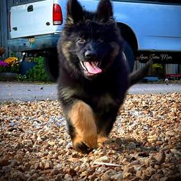 German Shepherd Puppies from Tabor Springs GSD