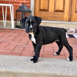 Ruby - Brindle female Boxer puppy in Upper Sandusky, Ohio from Rock Run Homestead