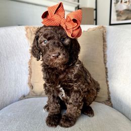 Crisp - Chocolate female Labradoodle puppy in Newark, Ohio from Raising Doodles