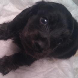 Boy 1 - Cream male Dachshund puppy in Summerfield, Florida from D & B Ranchette
