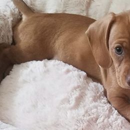 Dachshunds from All Things Dachshund