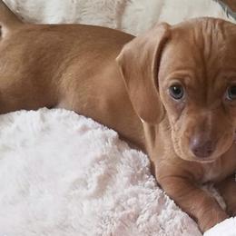 Dachshunds from All Things Dachshund