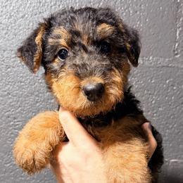 Blue aka Iris - Black and tan female Airedale Terrier puppy in Mooresville, North Carolina from Farm 55