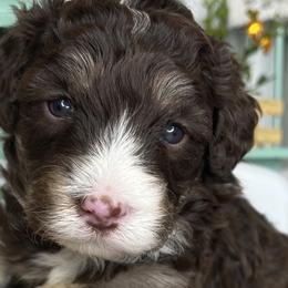 Aussiedoodles, Australian Mountain Doodles, Bernedoodles, and Poodles from Pear Tree Pups
