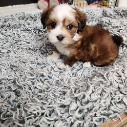 Nice - Red female Havanese puppy in Alabama from Havanese Cuban Cuties