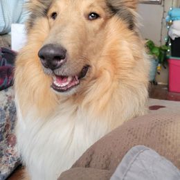 Eden - Collie