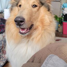 Eden - Collie