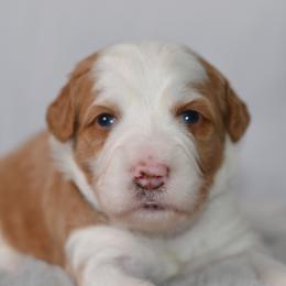 Golden Delicious 'Goldie'- Aqua Collar - Yellow and white female Bernedoodle puppy in Katy, Texas from Bluebonnet Bernedoodles of Southeast Texas
