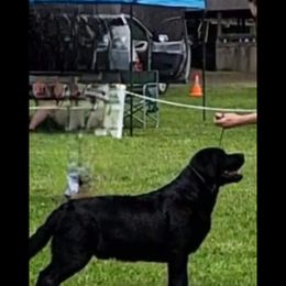 Labrador Retriever Puppies from Sound View Labradors East