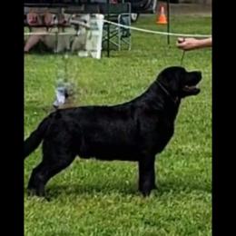 Labrador Retriever Puppies from Sound View Labradors East