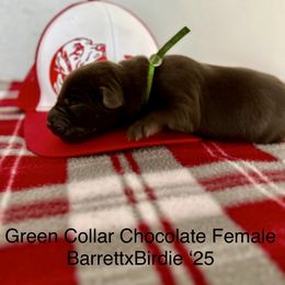 Green Collar - Chocolate female Labrador Retriever puppy in Alvin, Texas from Red Retrievers