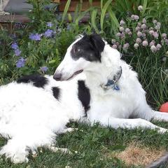 Borzois from Ravenna Borzoi