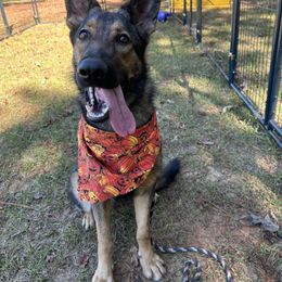 Soraya - Sable female German Shepherd puppy in Wellington, Georgia from Altvater German Shepherds