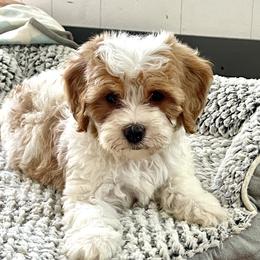 Tofu - Blenheim male Cavapoo puppy in Sugarcreek, Ohio from True Hearted Doodles