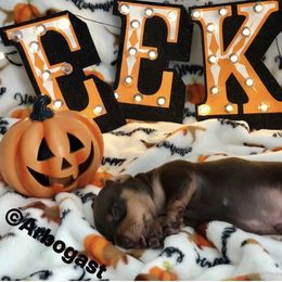 Dachshund Puppies from Empire's Dachshunds