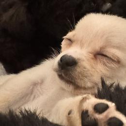 French Bulldogs from Bunny Ear Family