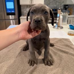 Solid Gray Female 1 - Gray female Cane Corso puppy in Knoxville, Tennessee from Crowned Corso