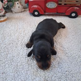 Girl 2 - Black and tan female Dachshund puppy in Farmerville, Louisiana from Hancock House of Basset Hounds & Mini Dachshunds