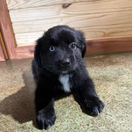 Storm - Black & white male Australian Shepherd puppy in Newton, Mississippi from Bright Star Aussies