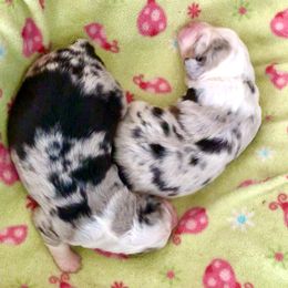 Australian Shepherd Puppies from Bline's Awesome Aussies
