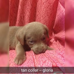 Australian Cattle Dog and Labrador Retriever Puppies from Trinity C Australian Cattle Dogs and Silver Labradors