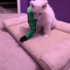 Samoyed Puppies from Brandy Burke