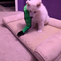 Samoyed Puppies from Brandy Burke