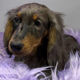 Diamond - Dapple female Dachshund puppy in Salyersville, Kentucky from Lavendell Dachshunds