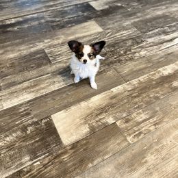 Papillon Puppies from Champagne Posh Papillons