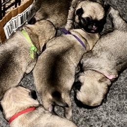 Purple - Fawn female Pug puppy in Baylis, Illinois from Cameo's Pugs