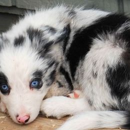 Border Collie Puppies from Cascade Sun Kennels