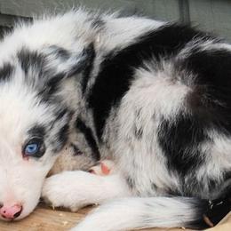 Border Collie Puppies from Cascade Sun Kennels