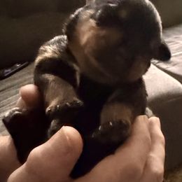 Pink girl - Black and mahogany female Rottweiler puppy in Longview, Washington from Winters Rotties