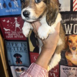 Boy 3 - Piebald male Dachshund puppy in Bon Air, Tennessee from Clemons Mini Dachshunds of Tennessee