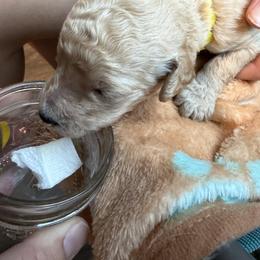 Poodle Puppies from Solstice Standards