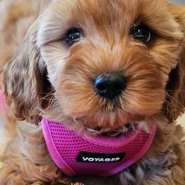 Honey - Red female Cavapoo puppy in Marshfield, Missouri from Puppyloversplace