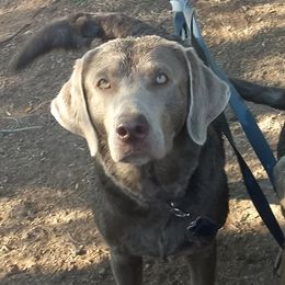 Scout - Labrador Retriever