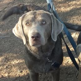 Scout - Labrador Retriever