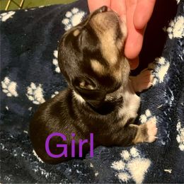 Dachshund Puppies from Hernandez Mini Deli Cutz