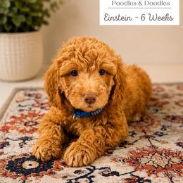 Einstein - Apricot male Goldendoodle puppy in Lake Charles, Louisiana from Perfect Fit Poodles & Doodles