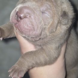 Millie - Lilac dilute female Chinese Shar-Pei puppy in Salem, Ohio from WrinkleMonsters