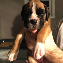 Boxer Puppies from Haus Tschiderer boxers